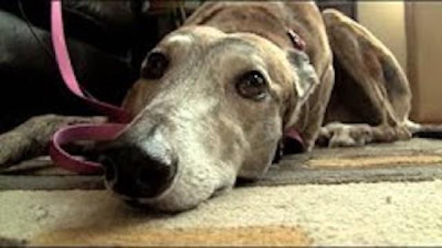 Name My Dog!