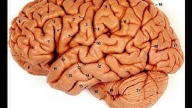 Google in your Brain