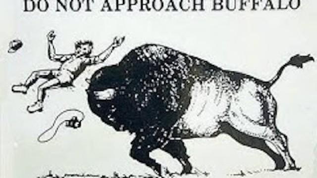 Family, Love and BISON ATTACKS!