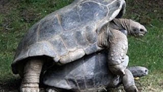Giant Tortoise Coitus
