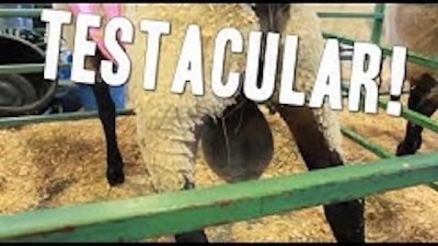 The Fair: Testacular!