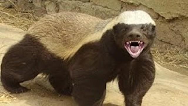 Honey Badgers: The Crazy Truth