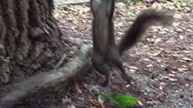 Adorable Squirrel and Table Topics
