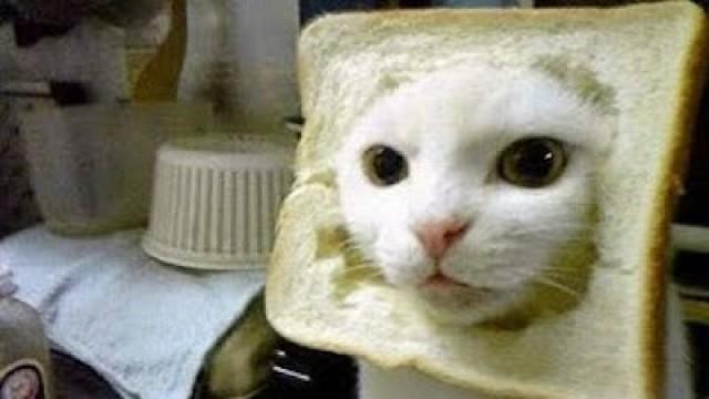 Cat GIF Critique