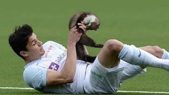 Animals Interrupt Sporting Events: A Critical Analysis