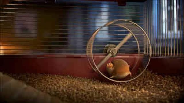 Hamster