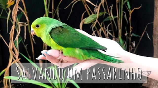 Eu (quase) salvei um passarinho