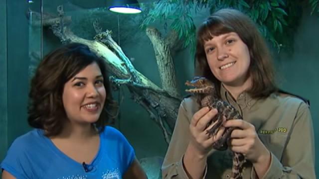 Critter Corner - Caiman