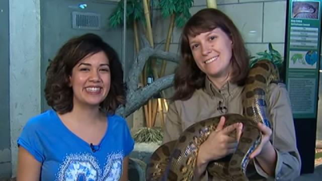 Critter Corner - Anaconda