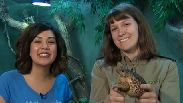 Critter Corner - Cane Toad