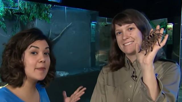 Critter Corner - Tarantulas