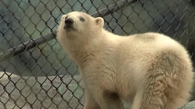 Critter Corner - Baby Polar Bear