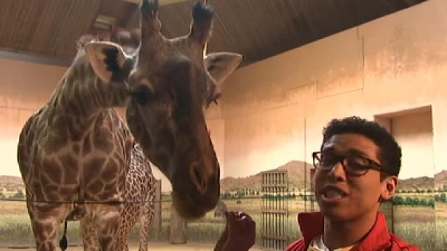 Critter Corner - Mom and Baby Giraffes