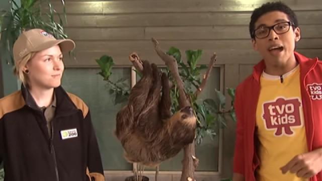 Critter Corner - Sloth