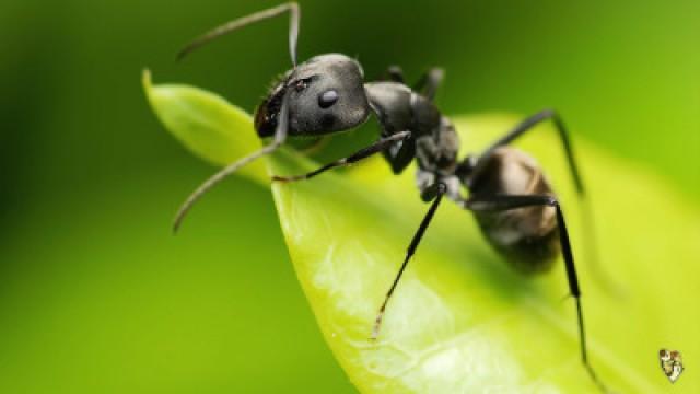 HOW TO BE AN ANT! GiAnt Ant Simulator (Random Crap Friday)