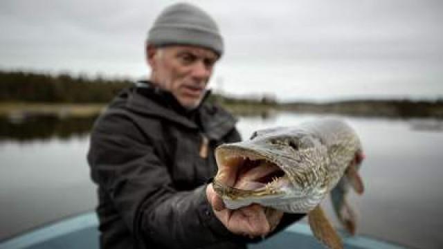 Raubfisch aus der Eiszeit