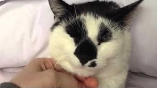 DIS CAT DOE