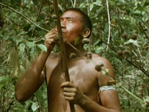 A Clearing in the Jungle