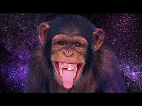 EVIE'S PET CHIMP! | Chimbot