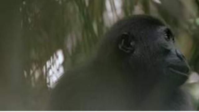 Congo - Protecting the Gorilla Forests