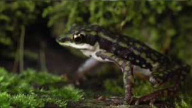 Ecuador - Hope for the Cloud Forests