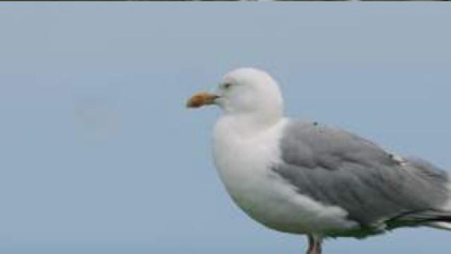 Norway - Return to the Duck Islands