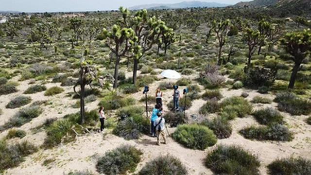 Joshua Tree