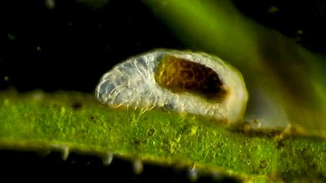 Meet the Microcosmos