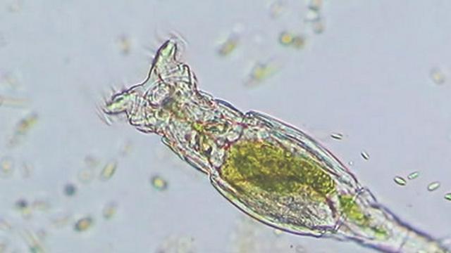 How Microscopic Hunters Get Their Lunch