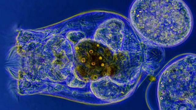 How Do Microorganisms Reproduce?