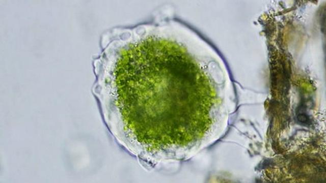 Where Did Eukaryotic Cells Come From? - A Journey Into Endosymbiotic Theory