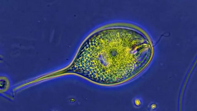 How Do Protozoa Get Around?
