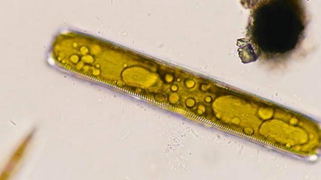 Diatoms: Tiny Factories You Can See From Space