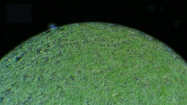 How Do Colonies Help Microorganisms Survive?