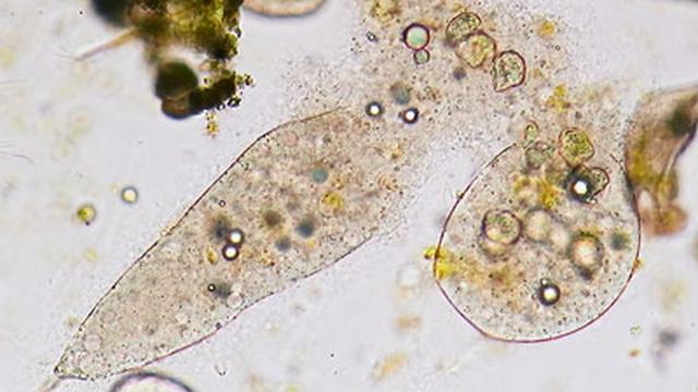 Death in the Microcosmos