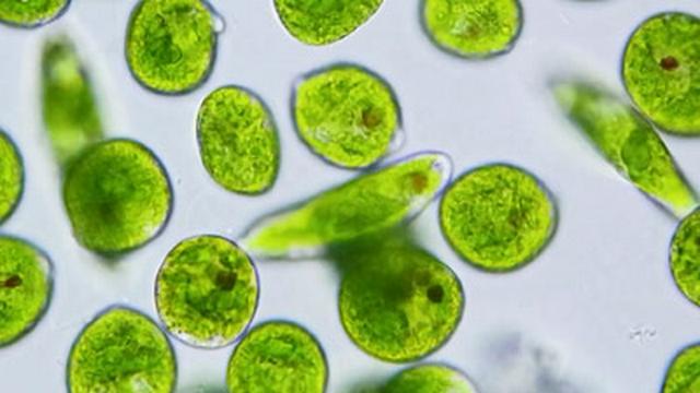 Euglenoids: Single-Celled Shapeshifters