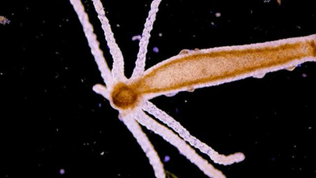 Hydra: Stretchy, Speedy, & Probably Immortal