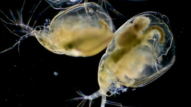 The Microscopic Circle of Life