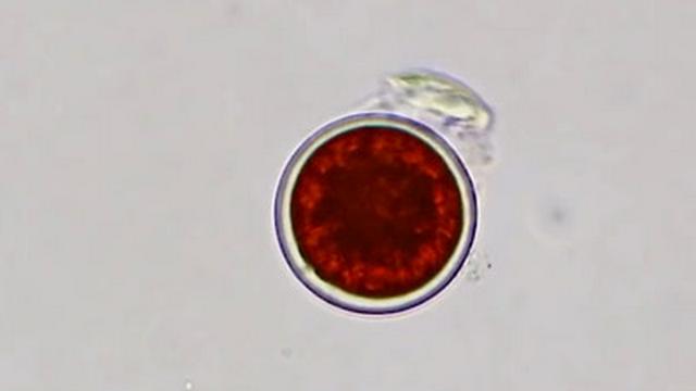 The Colors of the Microcosmos