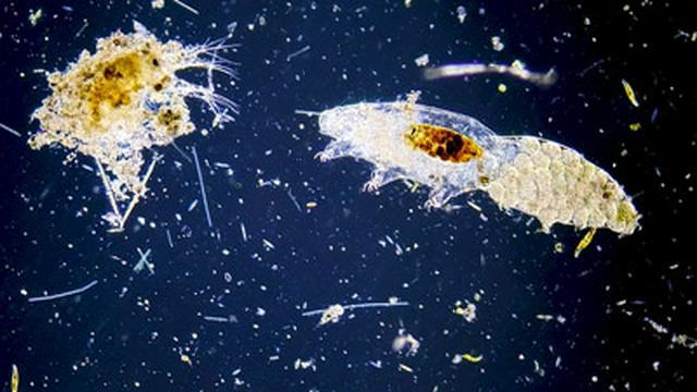Eating, Hatching, and Crashing into the Moon: More About Tardigrades