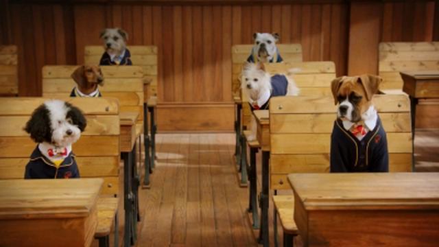 Le premier jour de la chienne errante