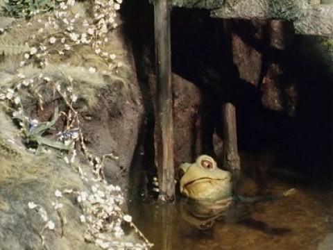 Toad, Photographer