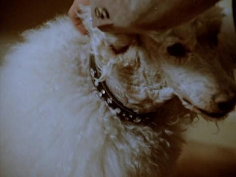The Canine Collar