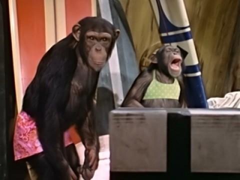Il parente mancante / Il cervello scomparso