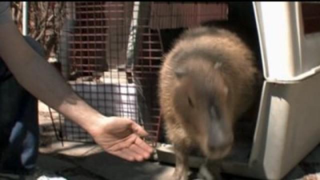 Who Can Win a Rat Race?