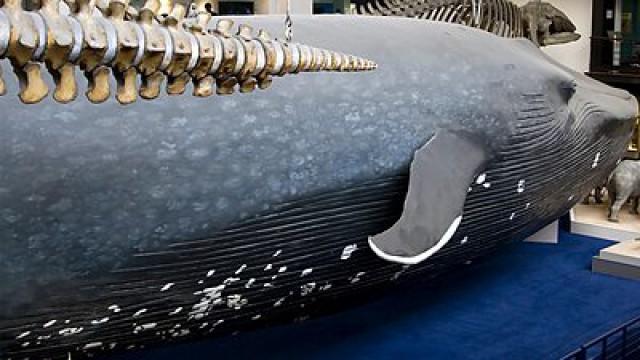 The Whale in the Museum