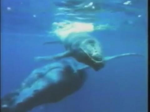 Home Movies / Expedition 6: Songs in the Sea