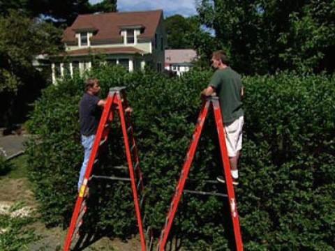 Pruning an Overgrown Privet Hedge; New Laundry Sink