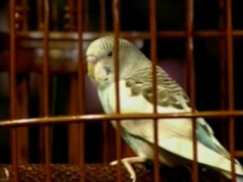 What Parakeets Need