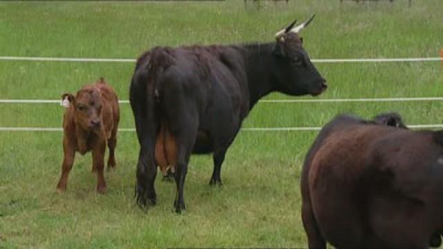 Return to River Cottage (2)